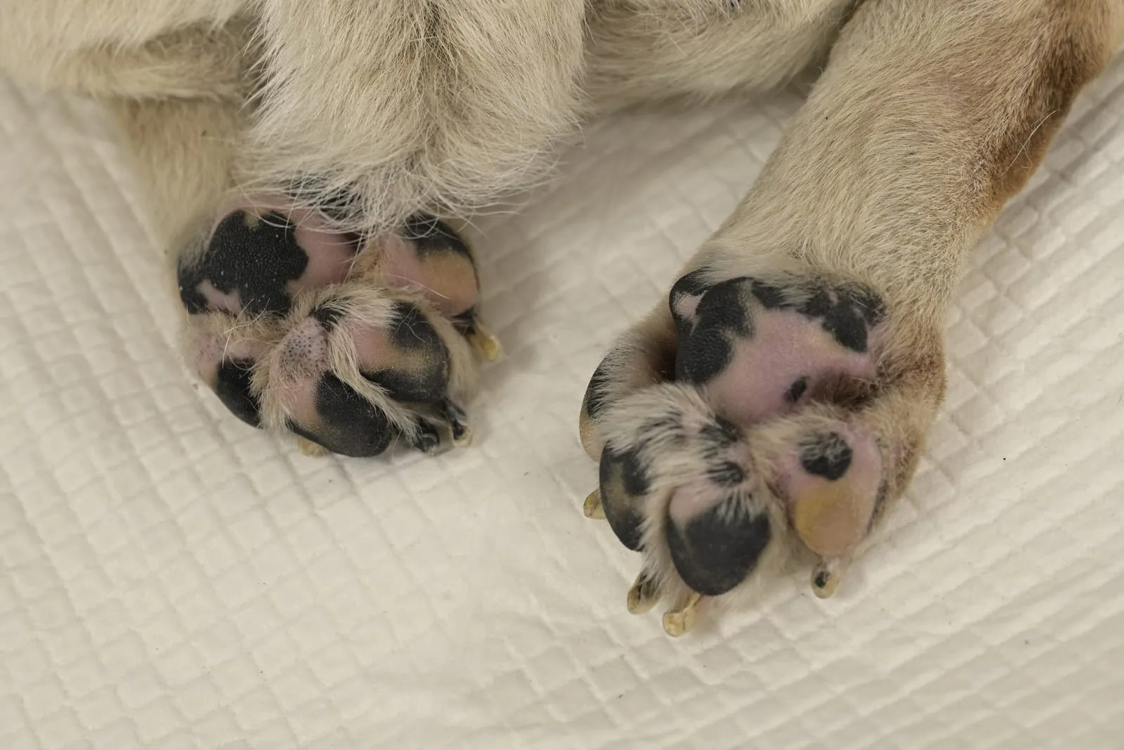A dog’s paw pads – hot asphalt can burn them in summer.