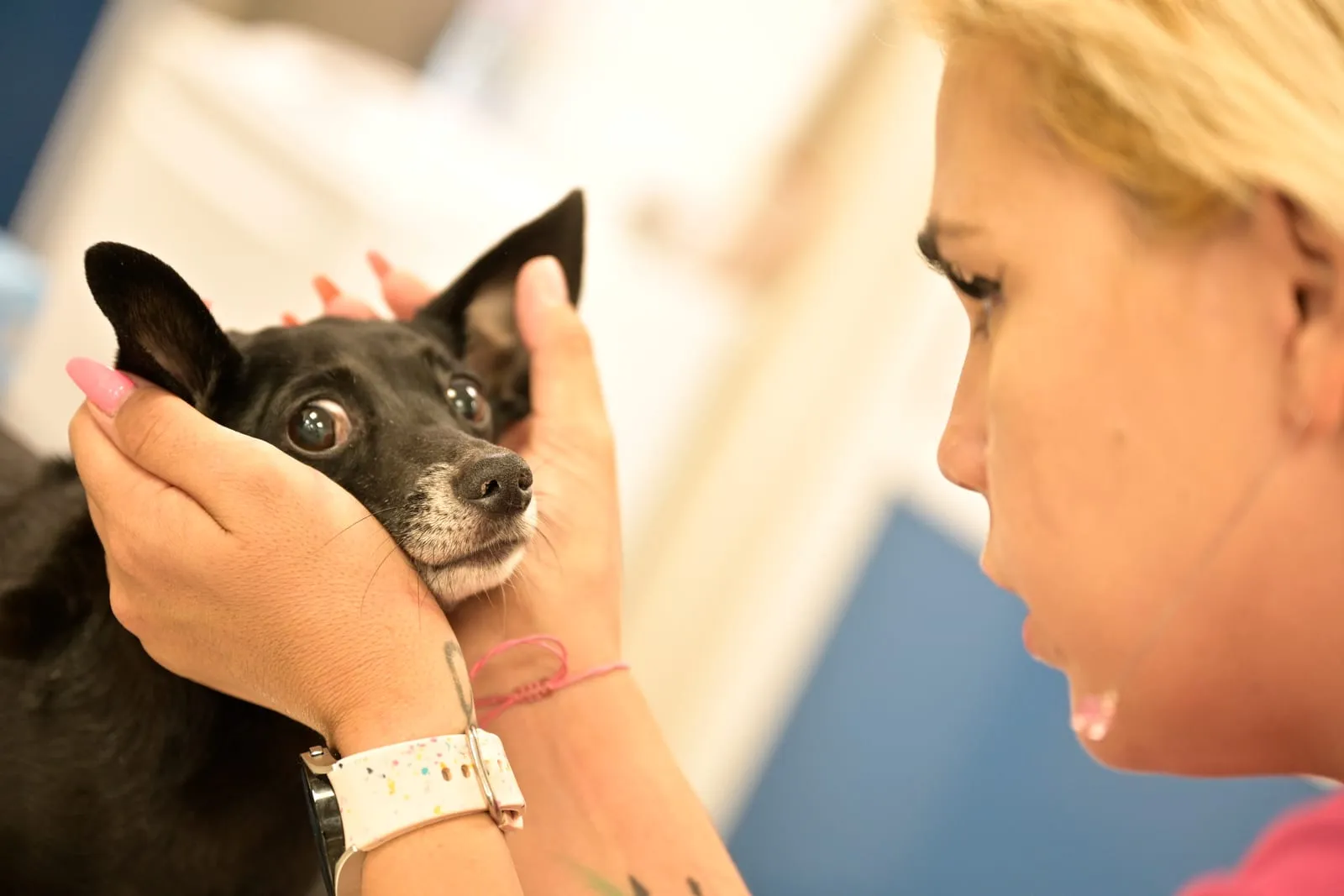 Examining a small dog.